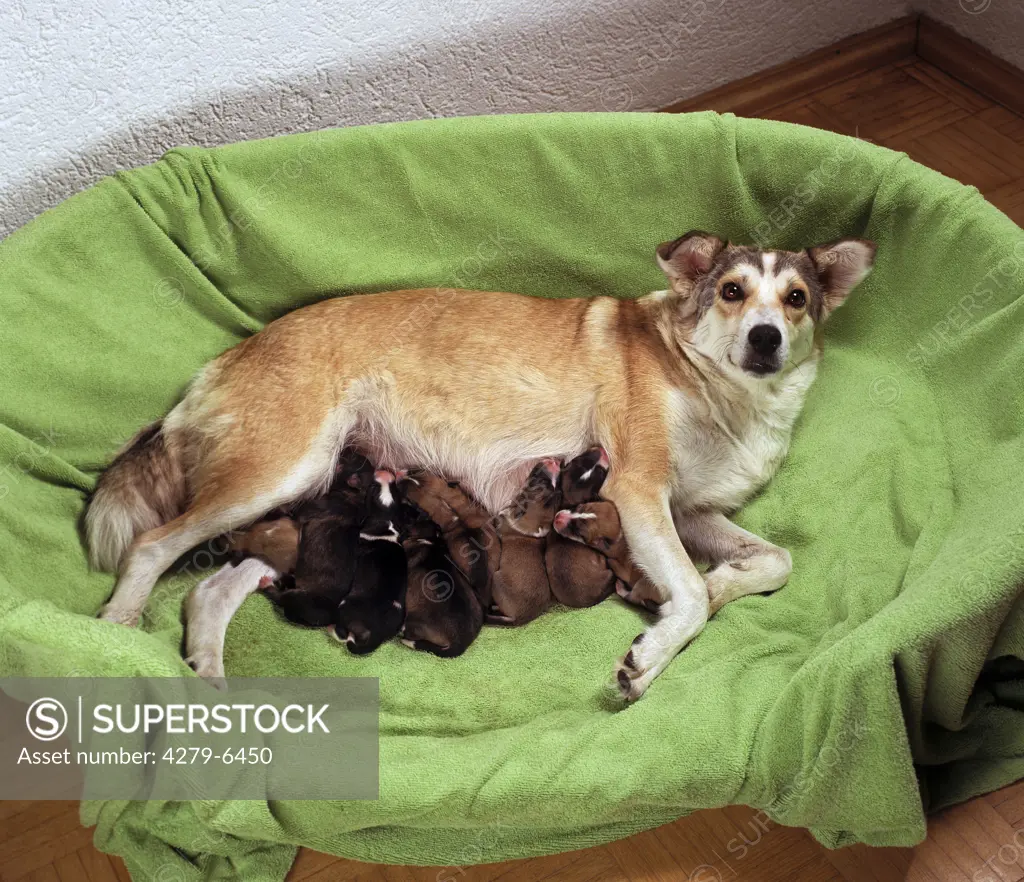 half breed bitch suckles 8 puppies - 1 day