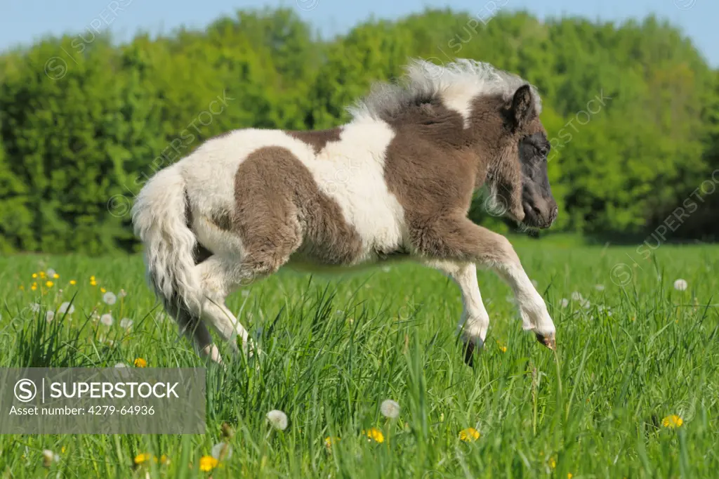 Shetland Pony. Pinto foal bucking on a meadow