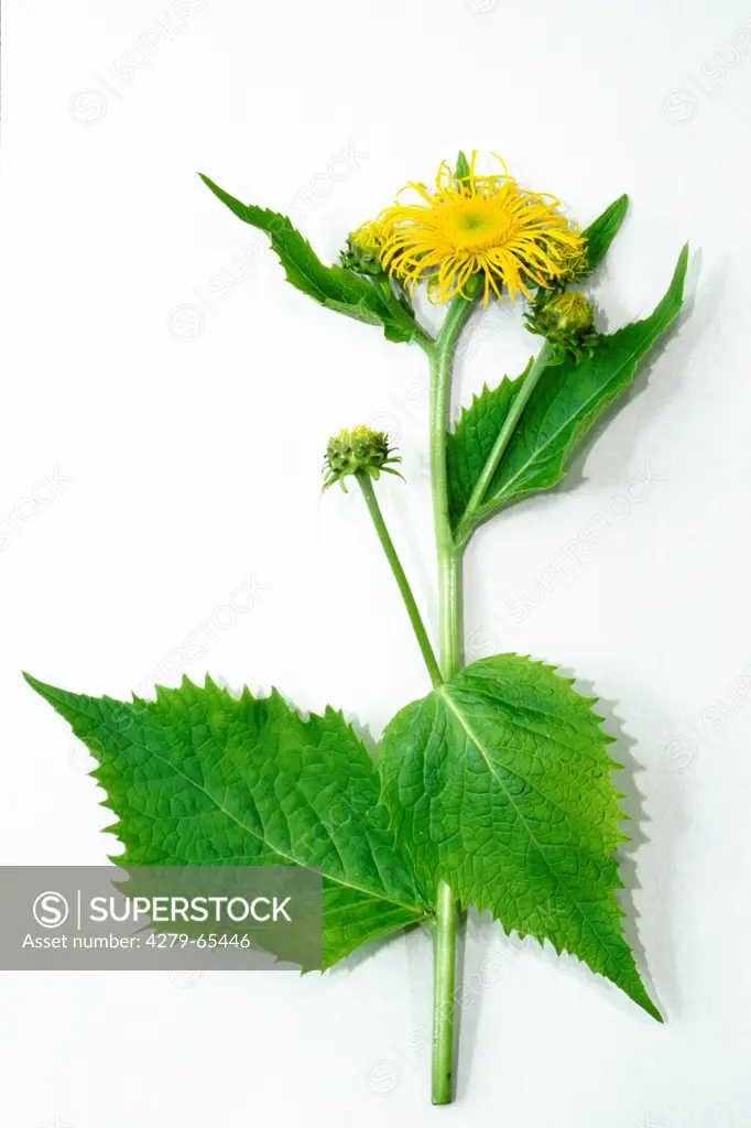 DEU, 2006: Large Yellow Oxeye, Oxeye Daisy (Telekia speciosa), flowering plant, studio picture.