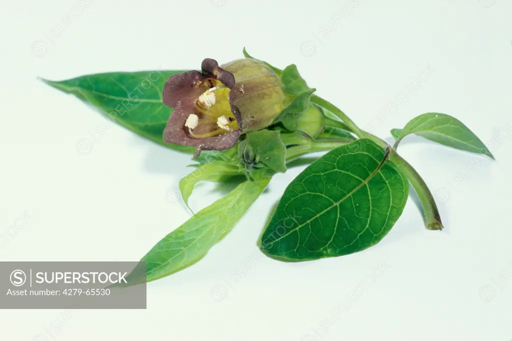 DEU, 2004: Belladonna, Deadly Nightshade, Devil's Cherry (Atropa bella-donna), twig with leaves and flower, studio picture.