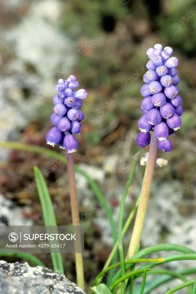 DEU, 20092: Small Grape Hyacinth, Common Grape Hyazinth (Muscari botryoides), flowering.