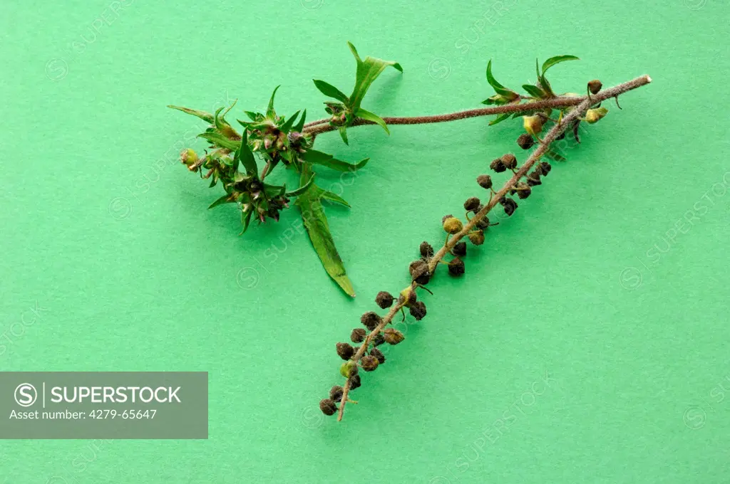 DEU, 2007: Annual Ragweed, Common Ragweed (Ambrosia artemisiifolia), stem with leaves and male and female flowers, studio picture