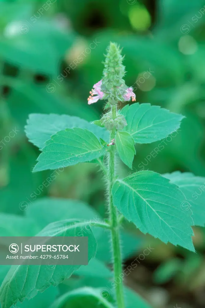 DEU, 2004: Holy Basil, Tulsi Plant (Ocimum sanctum, Ocimum tenuiflorum), flowering