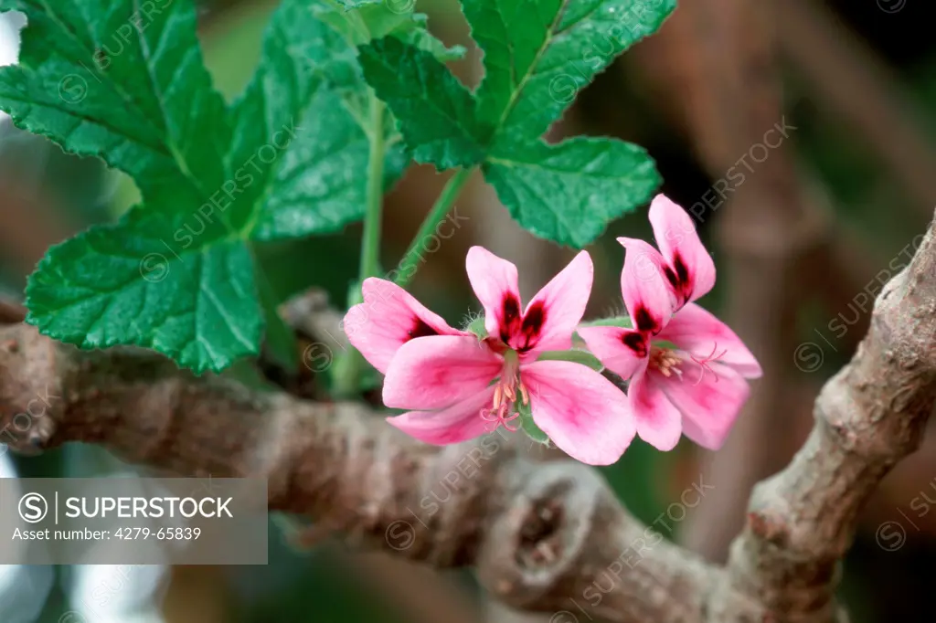 ZAF, 2003: Umckaloabo (Pelargonium reniforme, Pelargonium sinoides), flowers