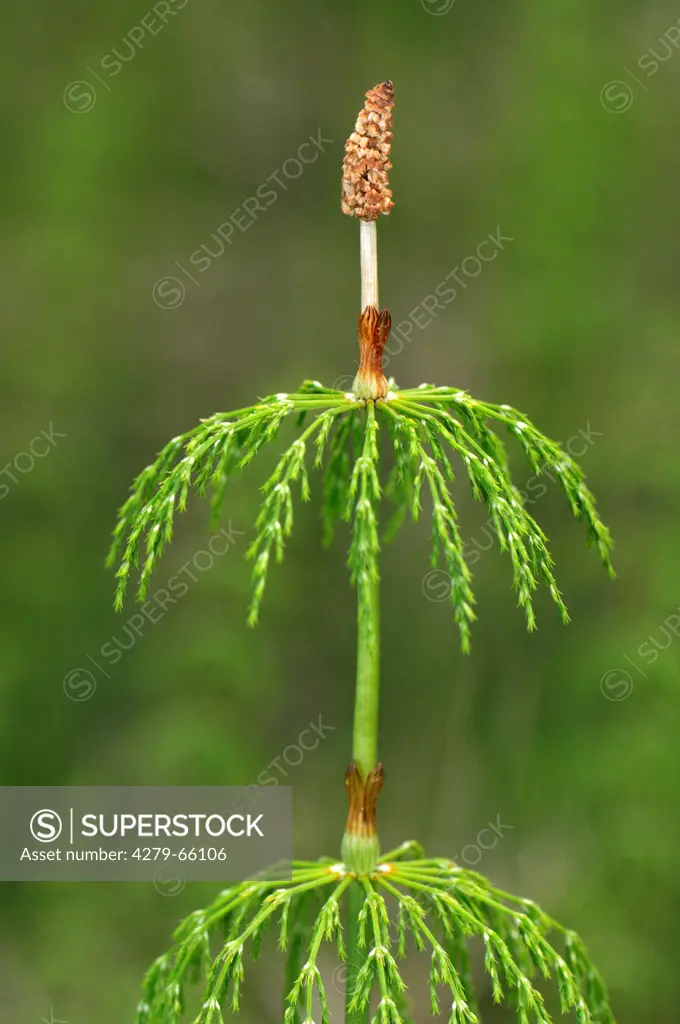 DEU, 2009: Wood Horsetail (Equisetum sylvaticum). Sporangiophore at the tip of a stem.