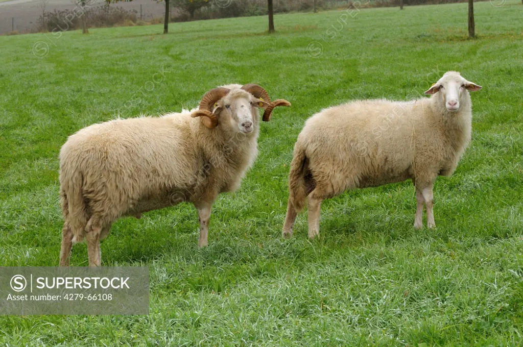 DEU, 2008: Domestic Sheep, Waldschaf, Bavarian Forest Sheep (Ovis orientalis aries, Ovis ammon aries). Ram and ewe on a meadow.