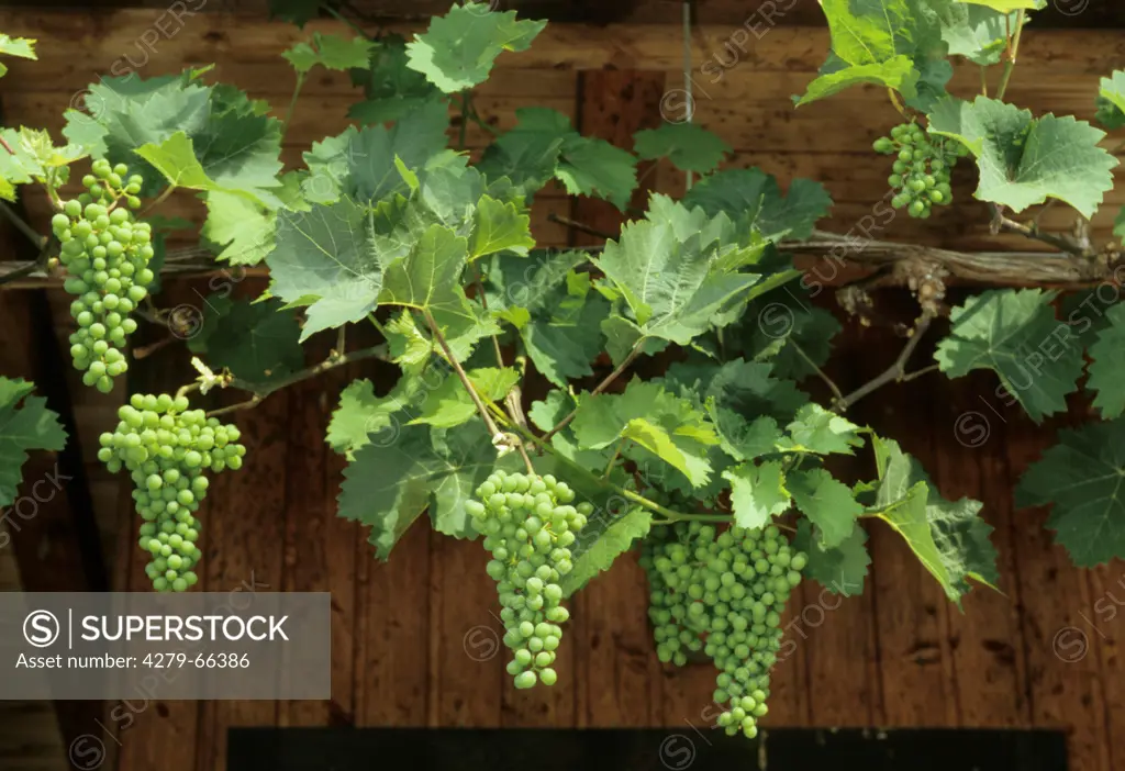 DEU, 2005: Common Grape Vine, Grape, Vine (Vitis vinifera) on a garden shed.