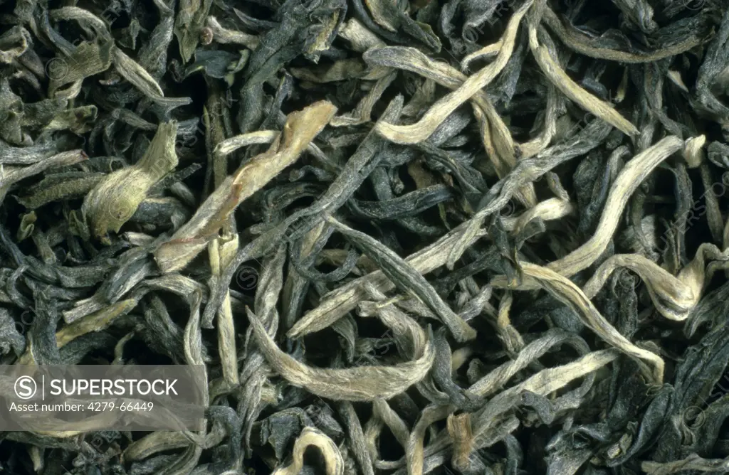 DEU, 2005: White Tea (Camellia sinensis), dried leaves that have not undergone oxidation.