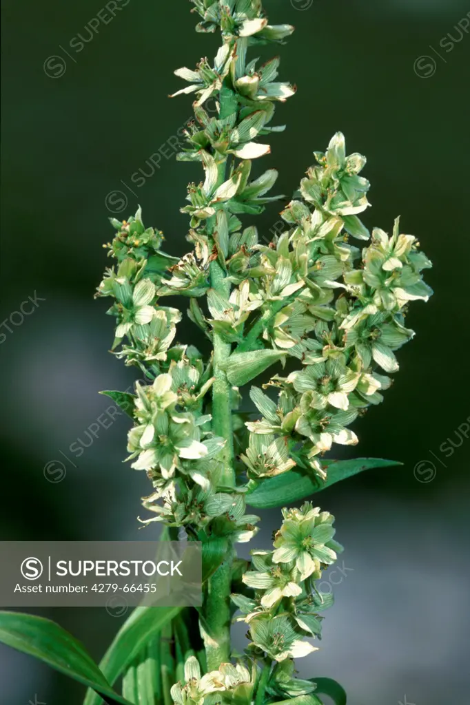 DEU, 2003: White Veratrum (Veratrum album, Veratrum lobelianum), flowering.