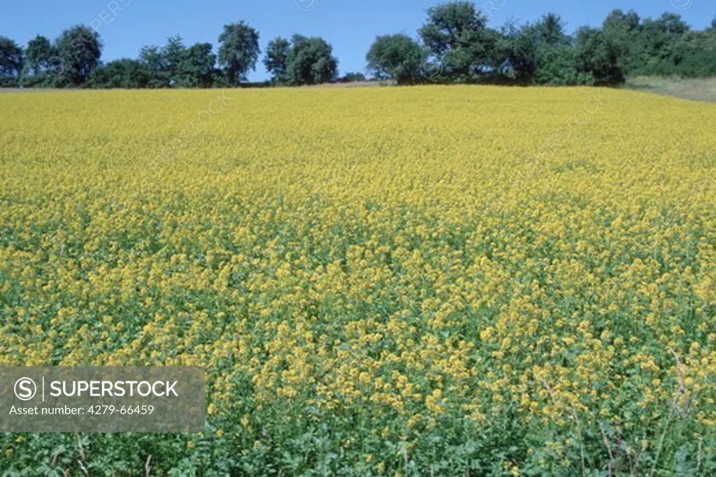 DEU, 2002: White Mustard (Sinapis alba), flowering field.