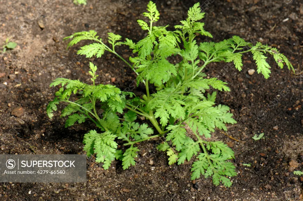 DEU, 2007: Absinthe, Common Wormwood, Grand Wormwood (Artemisia absinthum), young plant.