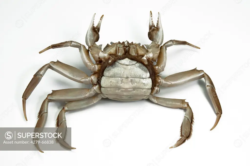 DEU, 2009: Chinese Mitten Crab (Eriocheir sinensis), female.