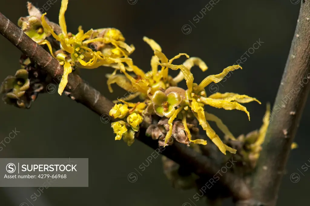 DEU, 2009: Witch Hazel (Hamamelis virginiana). Twig with flowers in late autumn when the foliage has gone.