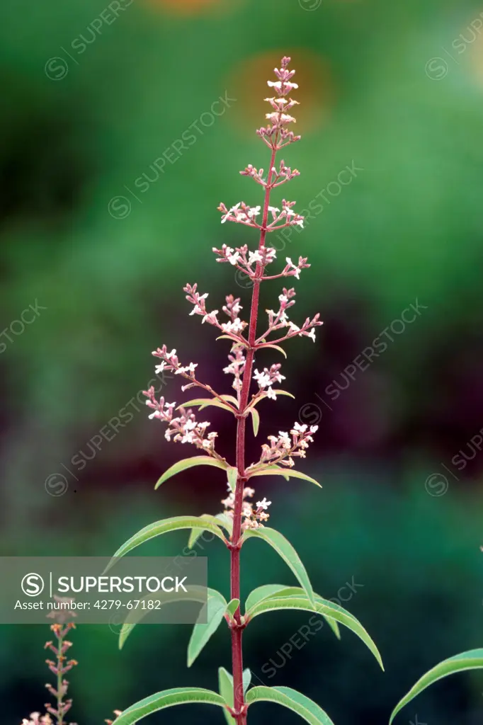 DEU, 2003: Lemon Verbena, Herb Louisa (Aloysia citrodora, Aloysia triphylla, Lippia tryphylla), twig and oil, studio picture.