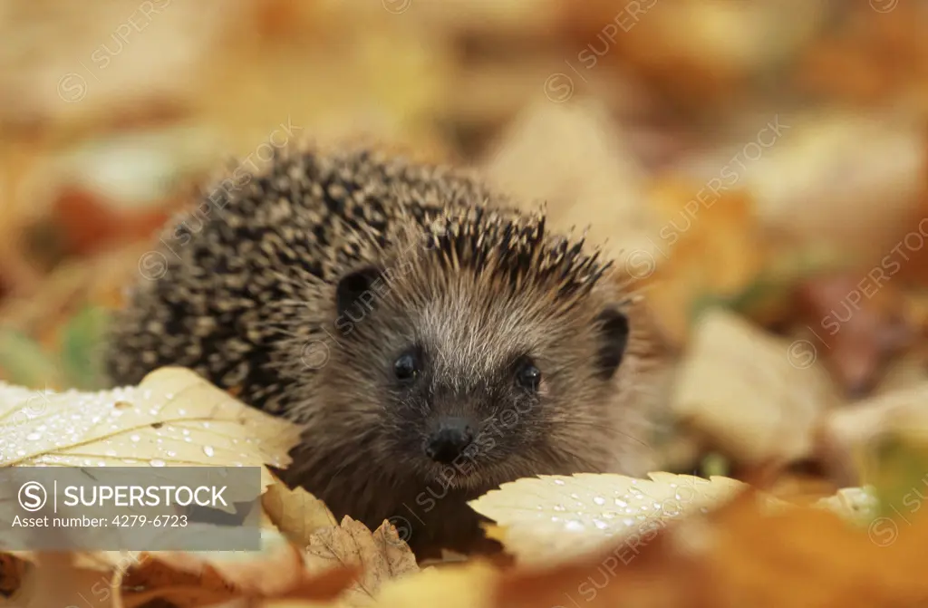 hedgehog in autumn foliage