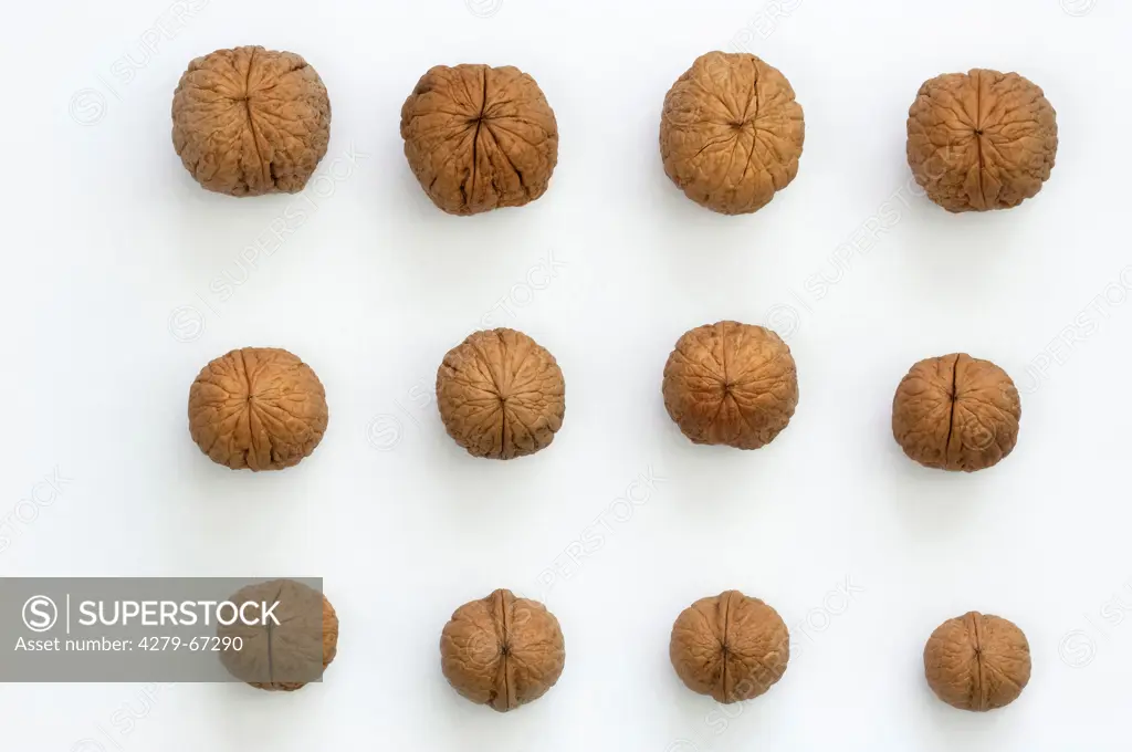 English Walnut, Persian Walnut (Juglans regia). Nuts of different size from a single tree. Studio picture against a white background