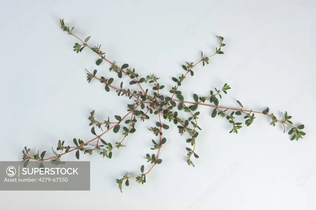 Spotted Spurge, Prostrate Spurge (Euphorbia maculata), flowering plant. Studio picture against a white background