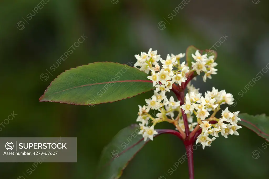 Khat, Kath Tree (Catha edulis), flowering twig