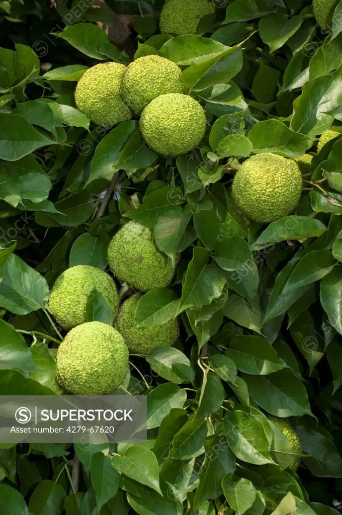 Osage-orange, Hedge-apple (Maclura pomifera), fruit on a tree