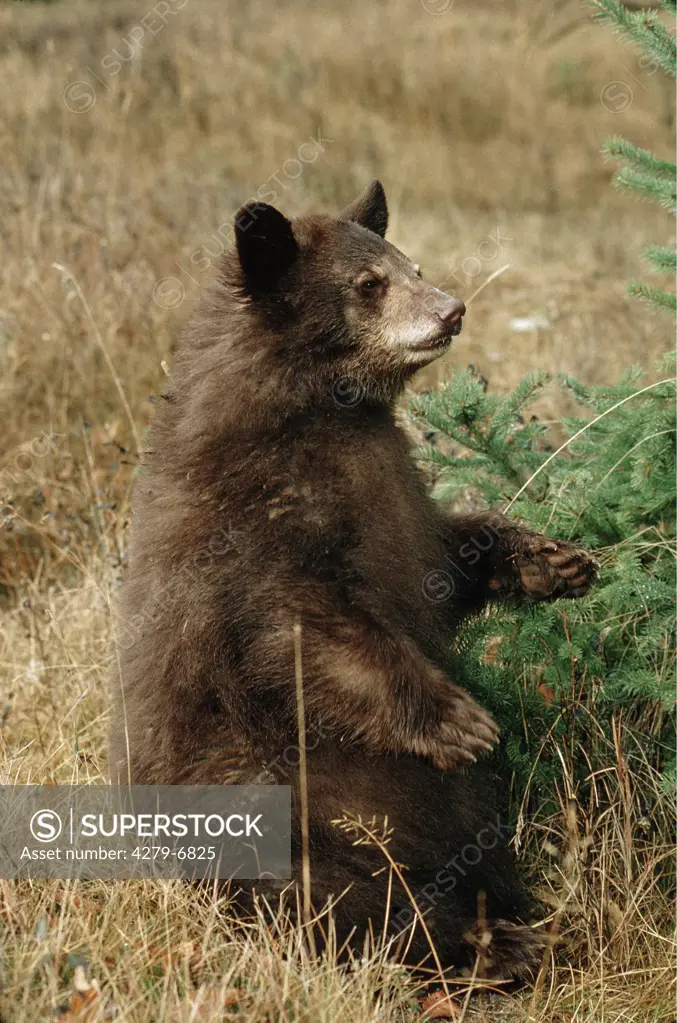 ursus americanus, black bear sitting