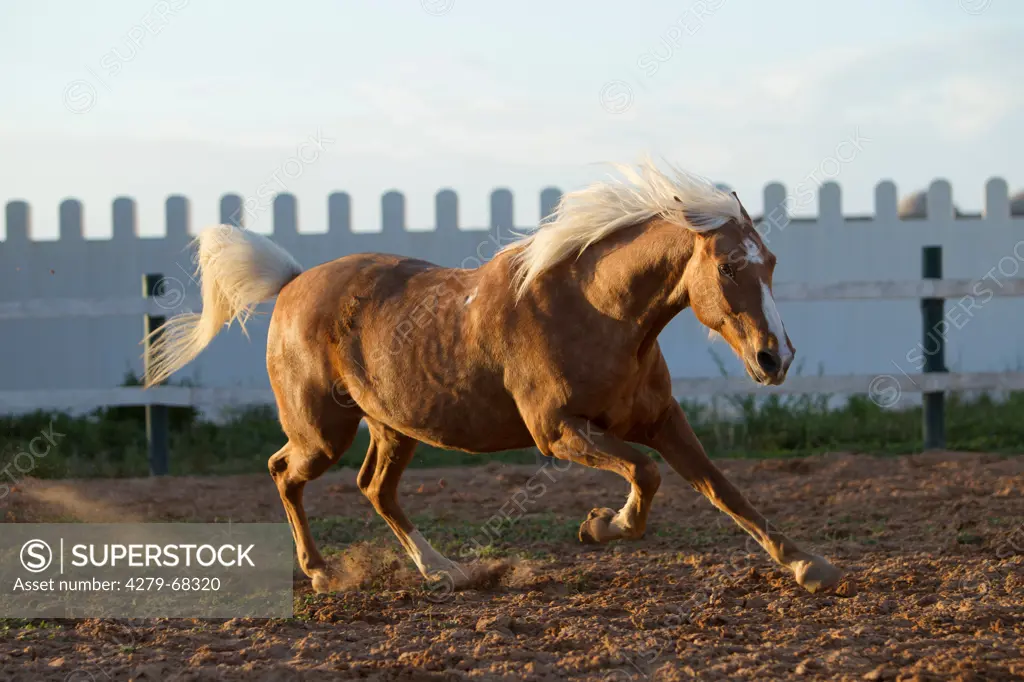 Barb Horse. Palomino gelding galloping in a paddock