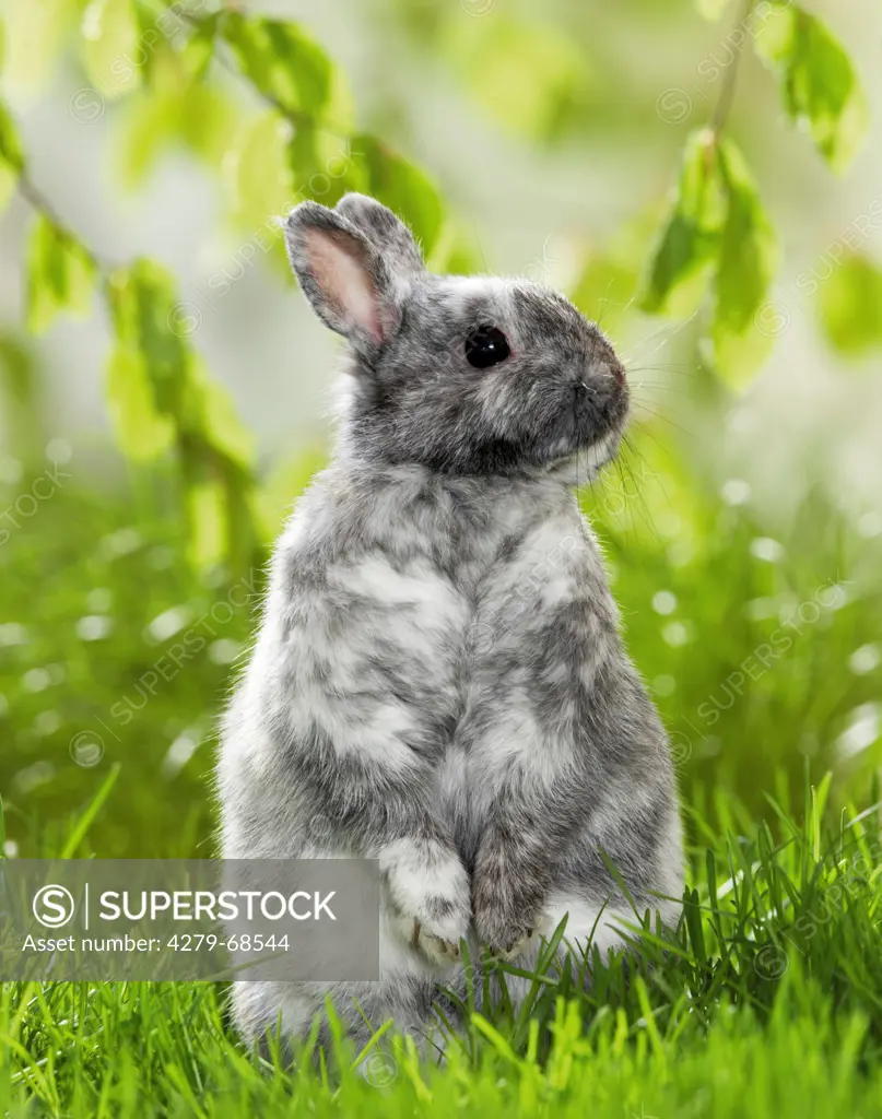 Gray and white pygmy rabbit sitting on its haunches in grass