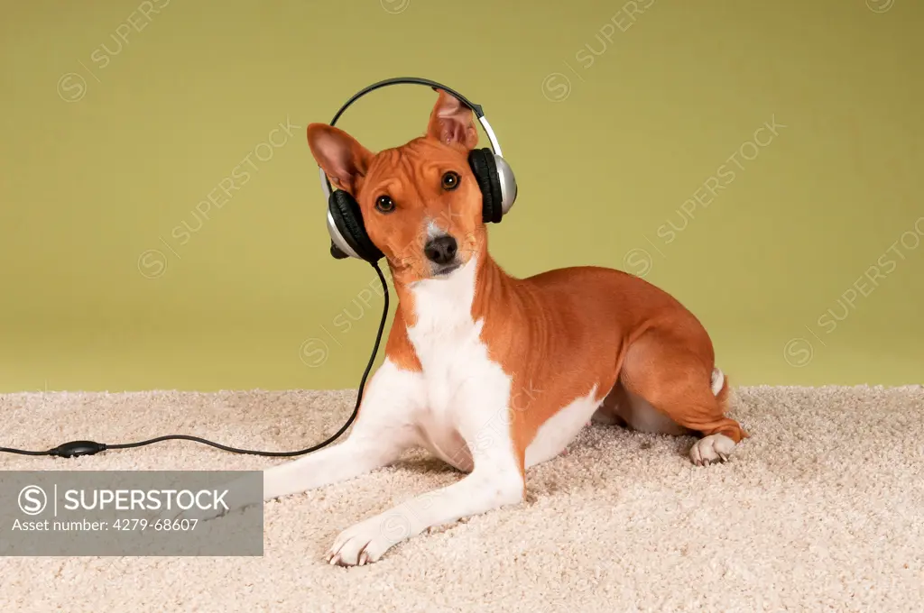 Basenji. Bitch (3 years old) wearing headphones lying  on a carpet