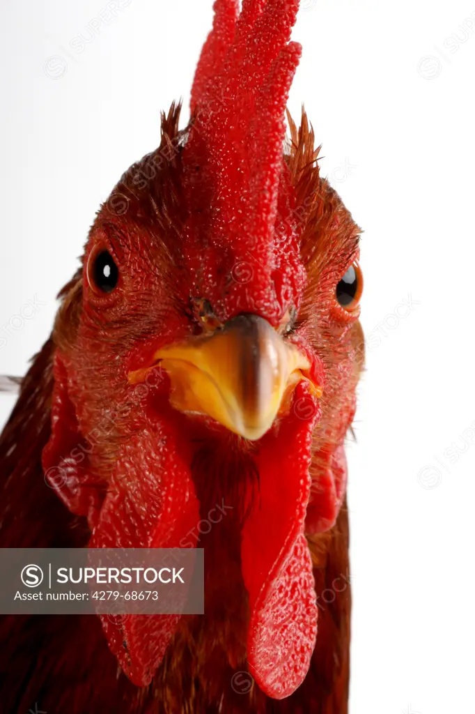 Domestic Chicken (Gallus gallus domesticus), breed: Bantam Welsummer. Portrait of a partrige coloured cock. Studio picture against a white background