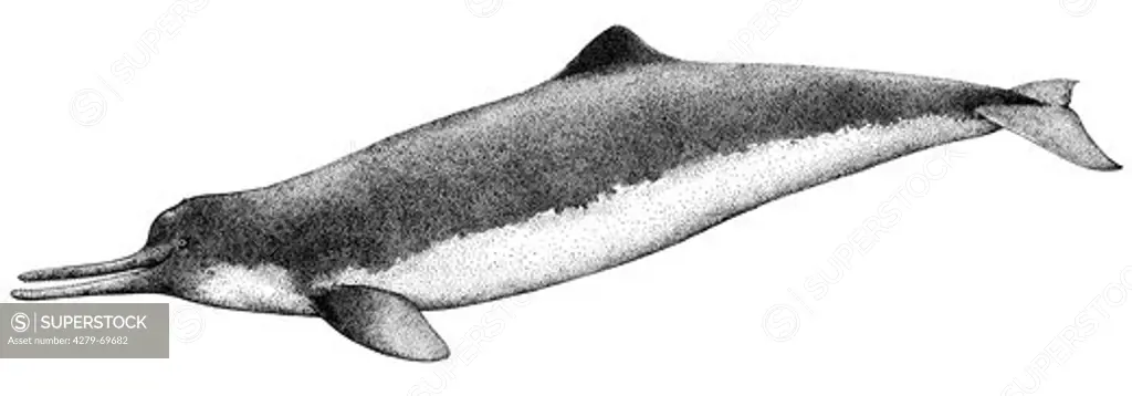 DEU, 2008: Chinese River Dolphin, Whitefin Dolphin, Yangtse River Dolphin, Baiji (Lipotes vexillifer), drawing. Probably extinct.