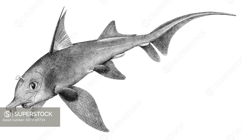 DEU, 2008: St. Joseph Fish (Callorhynchus sp.). Illustration.