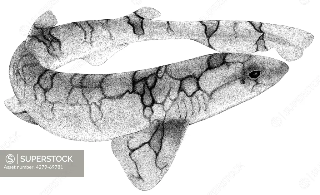 DEU, 2008: Chain Catshark, Chain Dogfish (Scyliorhinus retifer), drawing.