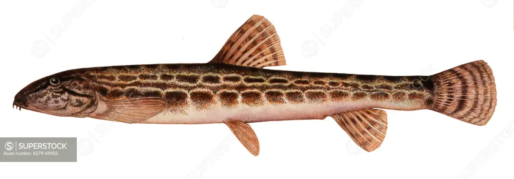 DEU, 2001: Spined Loach (Cobitis taenia), drawing.