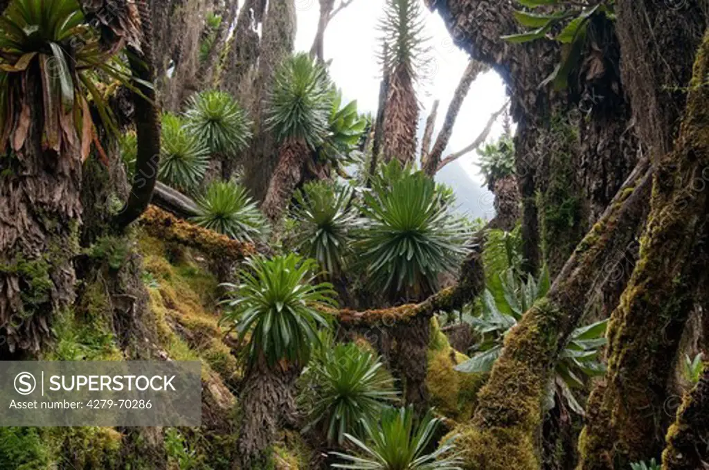 Bog at Rwenzori Mountains with Giant Groundsels (Dendrosenecio sp.) and Lobelia