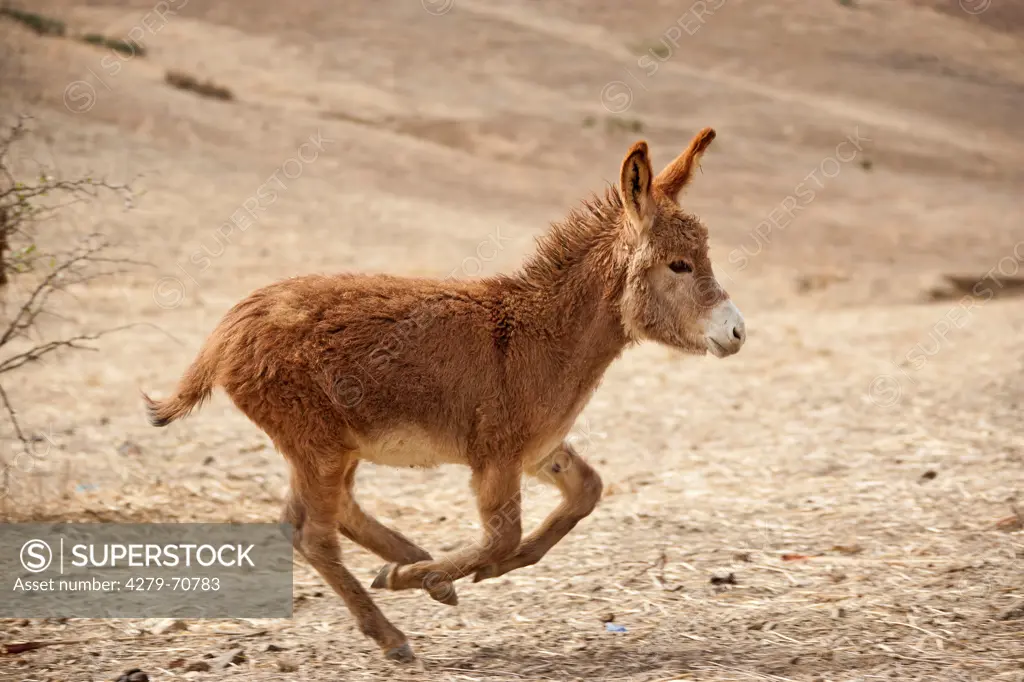 Domestic Donkey (Equus asinus asinus) galloping in a desert. Marocco