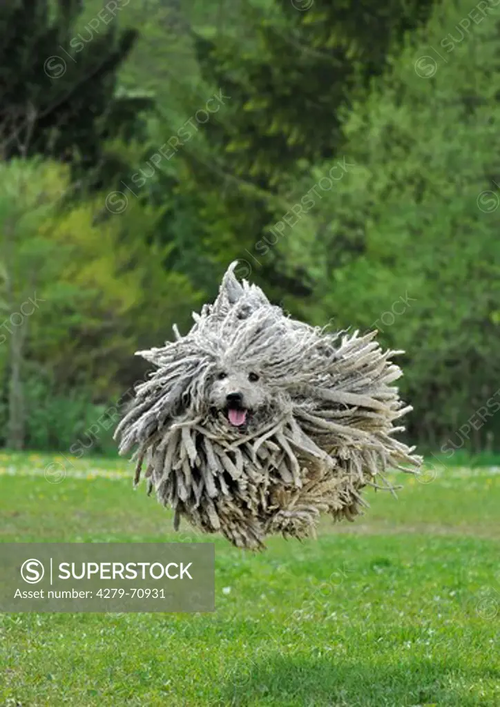 Puli, jumping dog.