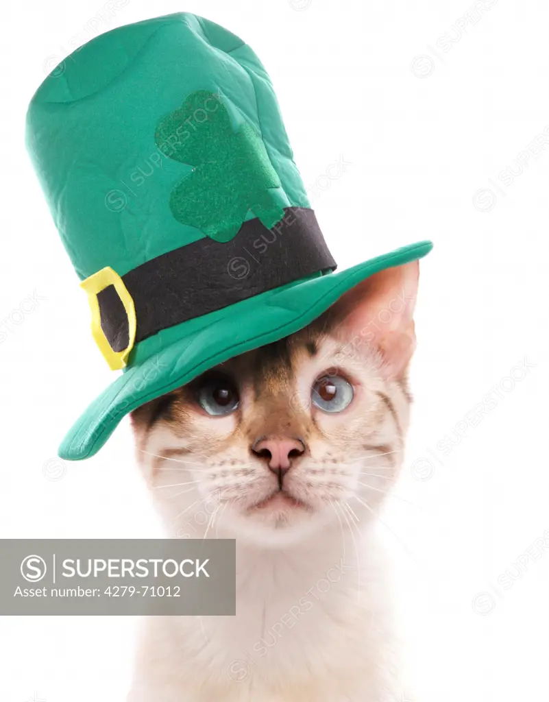 Blue eyed snow marbled Bengal Cat with green Irish hat. Studio picture against a white background