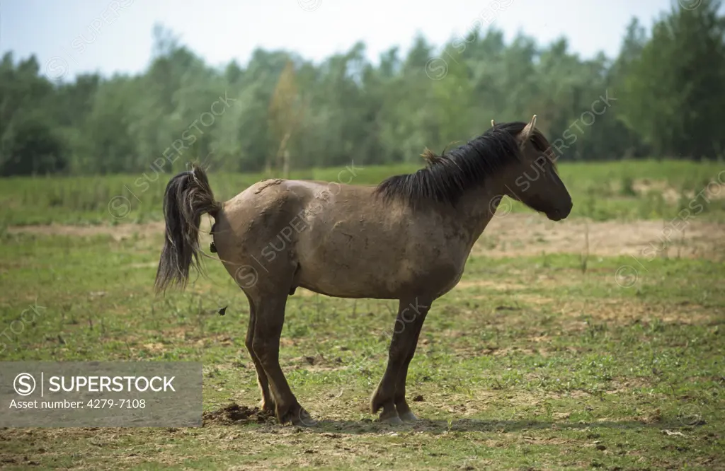 Konic - stallion dropping horse dung