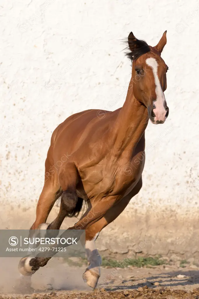 Belgian Warmblood. Bay galloping in a paddock