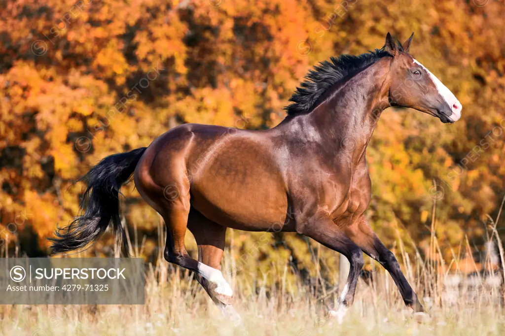 Hanoverian Horse. Bay mare galloping on a pasture. Germany