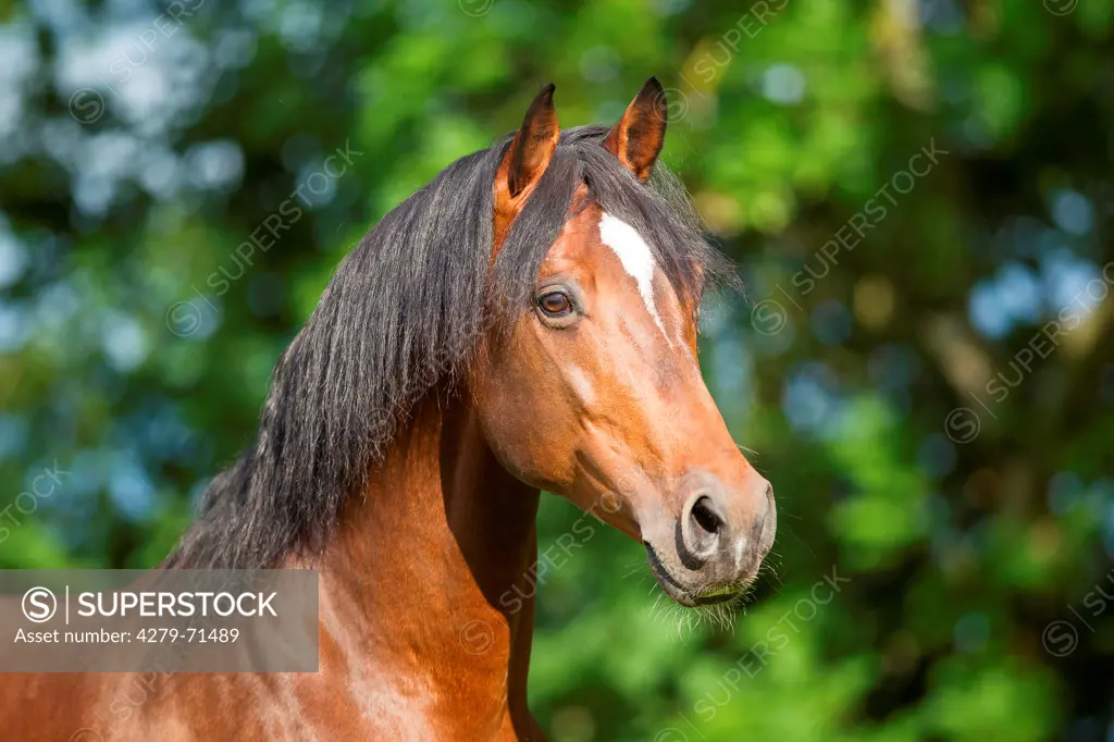 Swiss Warmblood Portrait bay stallion