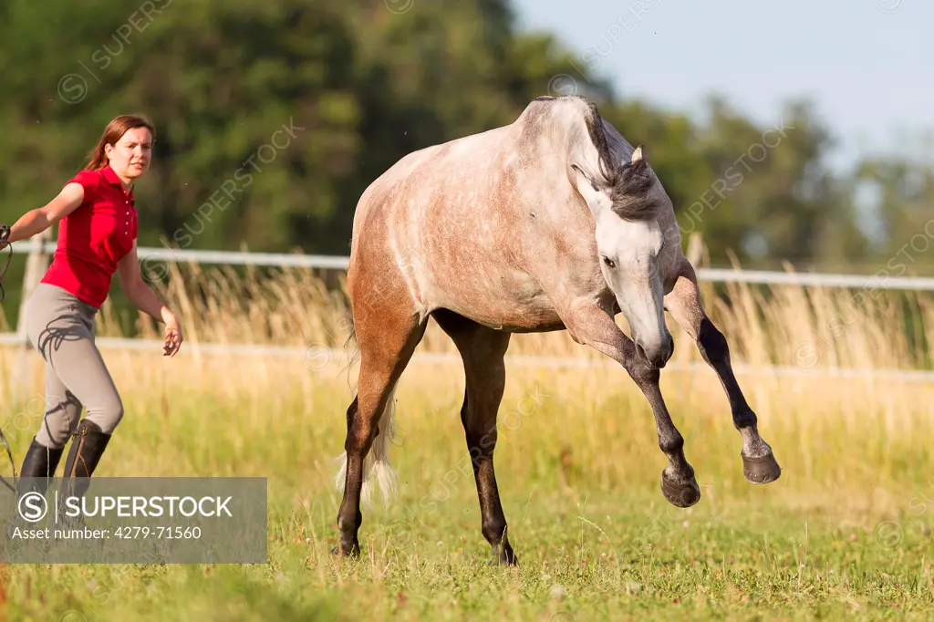 Lusitano Strawberry roan stallion bucking meadow