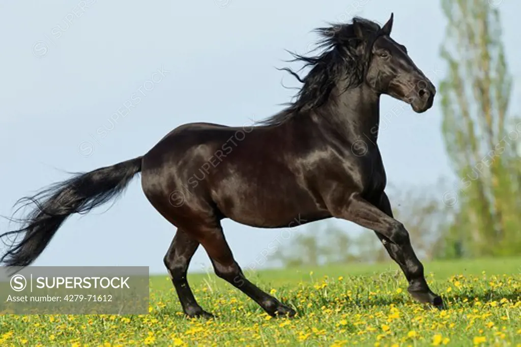Murgese Horse Black horse galoppinga flowering meadow