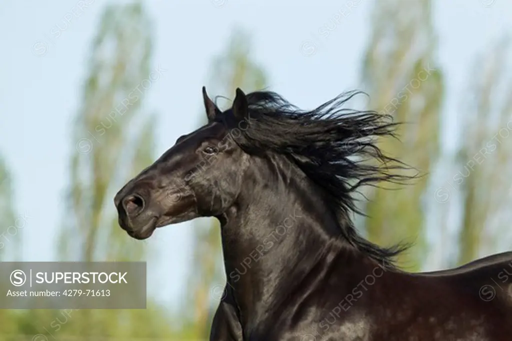 Murgese Horse Portrait black horse mane flowing