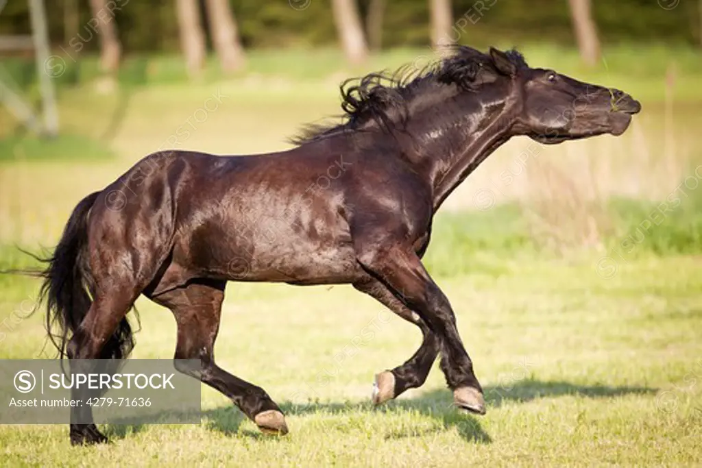 Murgese Horse Black stallion showing impressive behaviour