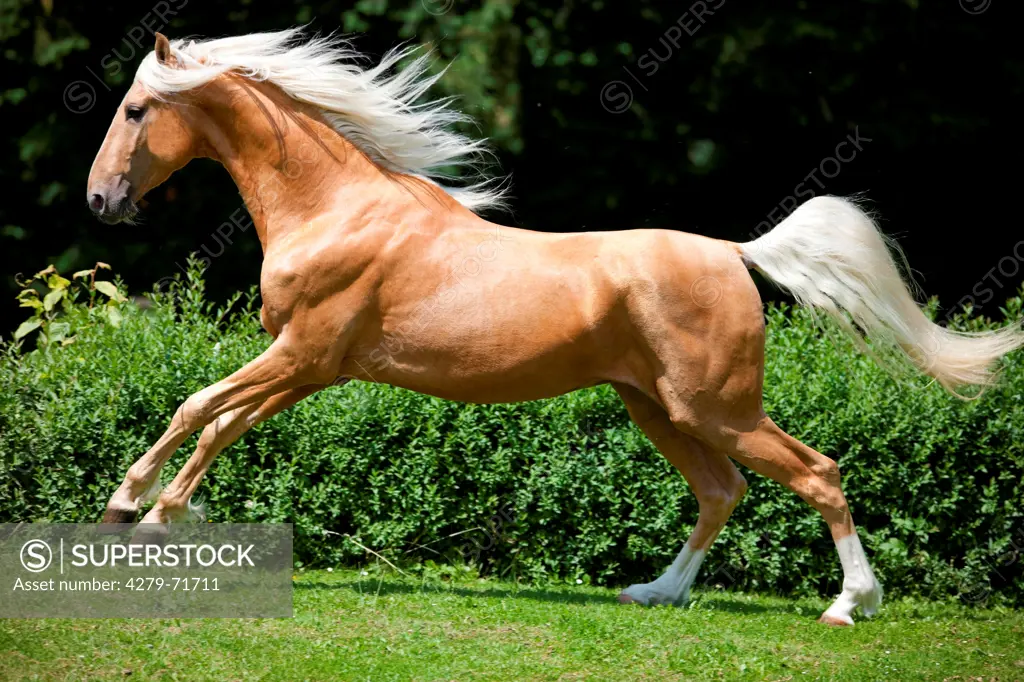 American Saddlebred Palomino stallion galoppinga meadow