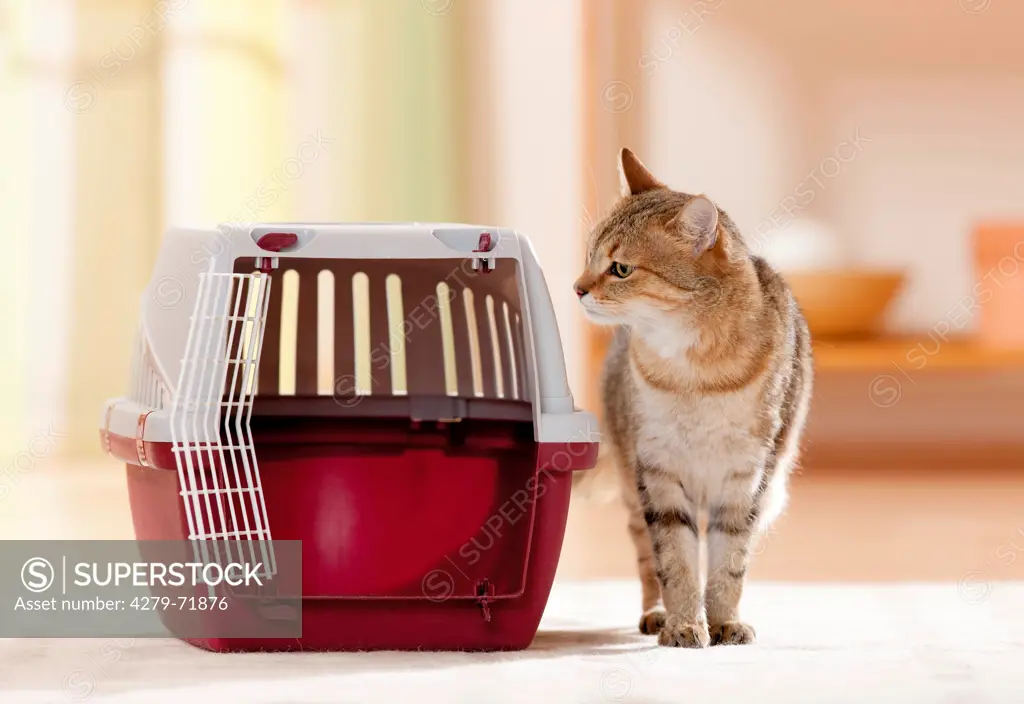 Domestic cat sniffing at pet carrier