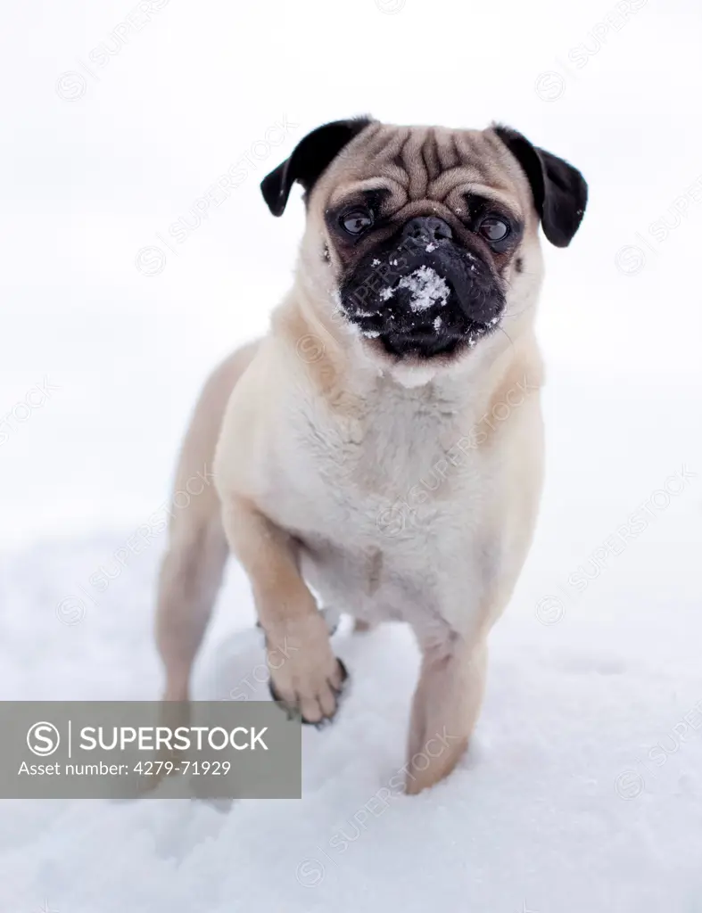 Pug snow