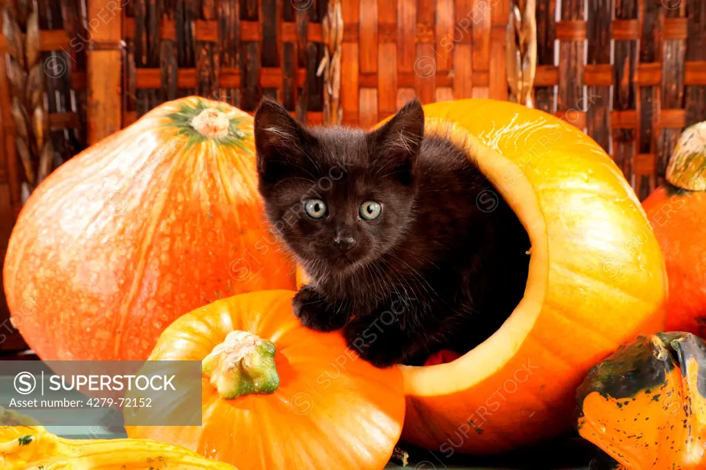 Domestic Cat Black kitten pumpkin