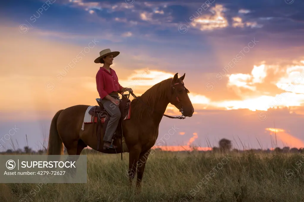 Boerperd, Boer Pony. Rider on chestnut horse standing in savanna during sunset. South Africa