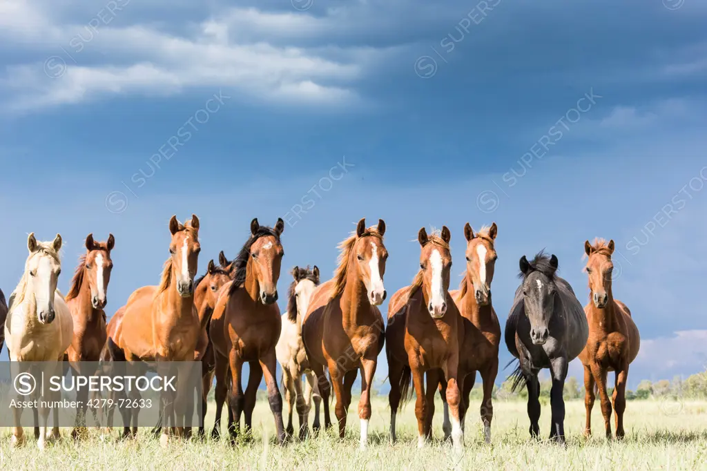 Boerperd Boer Pony Herd of young stallions on a pasture seen against a stormy sky South Africa